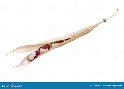 Kidney Bean Petiole Cross Section Stock Photography