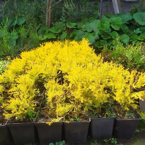 Туя западная Rheingold (Thuja occidentalis Rheingold) C2 — купить в ...