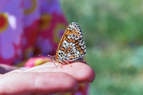 Fondo Que Brilla Intensamente Con La Mariposa Fotos De Stock Fotos