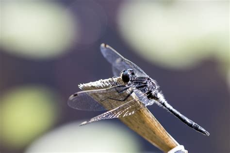 1920x1200 wallpaper | black flying insect | Peakpx