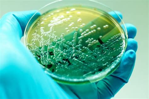 Pseudomonas aeruginosa síntomas enfermedades y contagio Tua Saúde