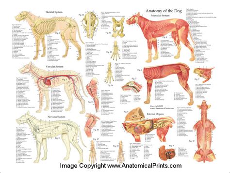 Dog Anatomy: A Comprehensive Guide - Hunter Games Magazine