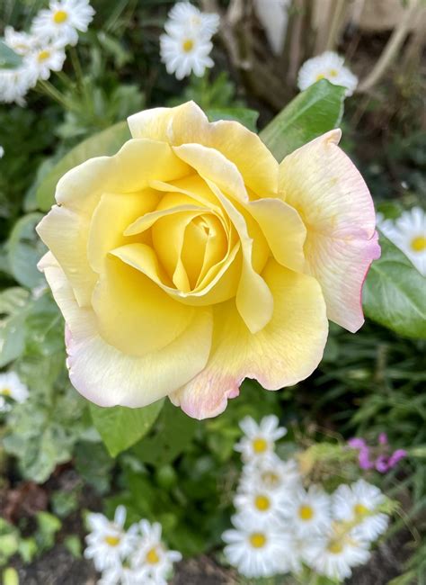 20 Best Disease-Resistant Roses
