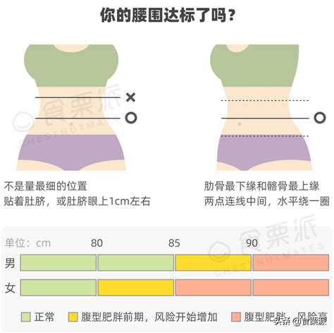 女性正常腰围对照表（女生标准腰围尺码表） 科猫网