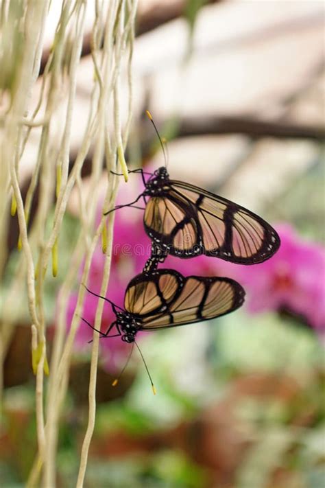 Butterflies Are Having Sex Intercourse Stock Photo Image Of Black Colorful