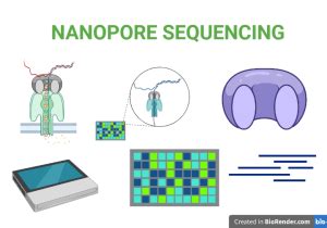 Nanopore Sequencing- Principle, Steps, Device, Applications - Sciencevivid