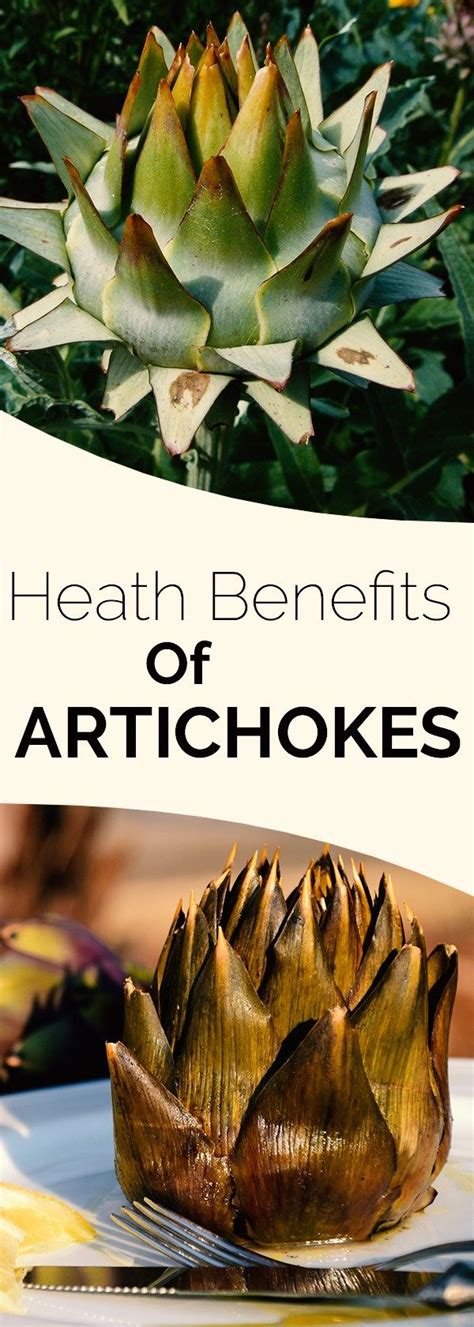 Artichokes Are Not Just Delicious They Are Also Full Of Vitamins And