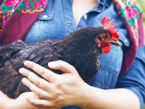 Understanding Hen Behaviour British Hen Welfare Trust