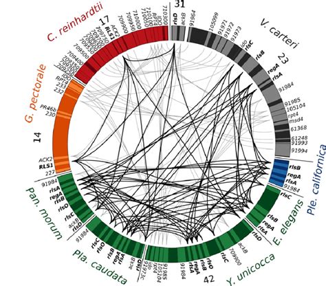 Gene Synteny Near The Reg Cluster And Closely Related RegA Like Genes