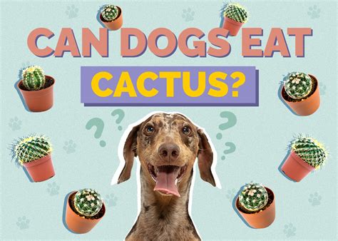 Can Dogs Eat Cactus What The Science Says Hepper