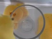 How To Make The Best Home Made Sex Toy Xxx Mobile Porno Videos Movies IPornTV Net