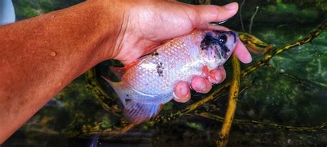 Hombre Sujetando Una Tilapia Roja Mediana O Un Pez Oreochromis