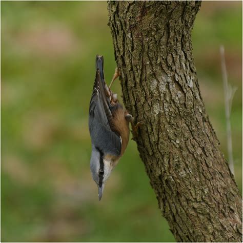 Zorro Foto & Bild | spezial, natur, tiere Bilder auf fotocommunity