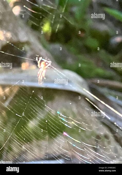 long jawed orbweavers tetragnathidae stock photo alamy