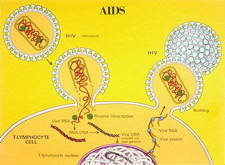 provirus definition viral cycles examples studycom