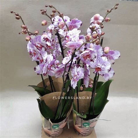 Фаленопсис Мэджик Арт | купить на FlowersLand.by
