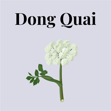 Dong Quai : Overview, Uses, Side Effects, Precautions - illness.com