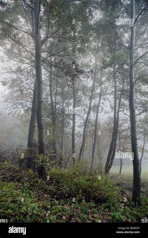 Morning Foggy forest Stock Photo - Alamy