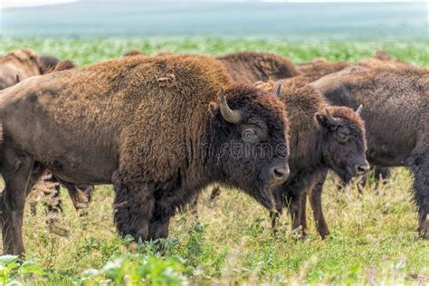 Herd Of Buffalo Bison Grazing On North Dakota Field Stock Photo