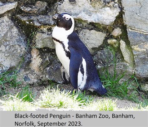 Black-footed Penguin