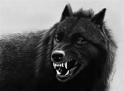 Black Wolf Growling Photography