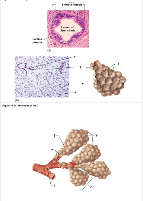 Structures Of Bronchiole And Alveoli Diagram Quizlet