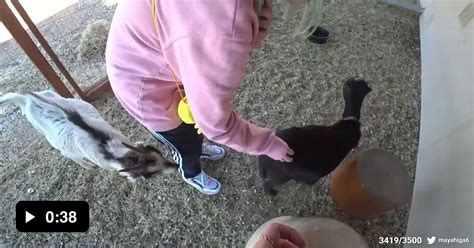 Goat Shoves His Horns Up Her Ass Gag