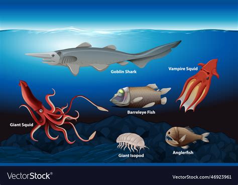 Deep Sea Creatures Collection Royalty Free Vector Image