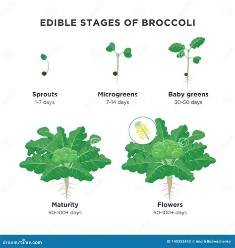 Broccoli Plants Stages Of Growth