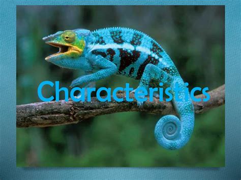 PPT - The chameleon PowerPoint Presentation, free download - ID:2143370