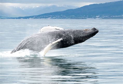 Ambassador Whale Watching | Akureyri and Reykjavík | ambassador.is