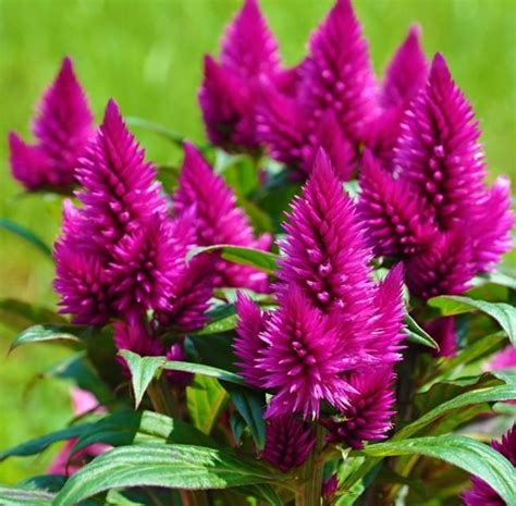 Celosia Pianta Da Interno O Esterno