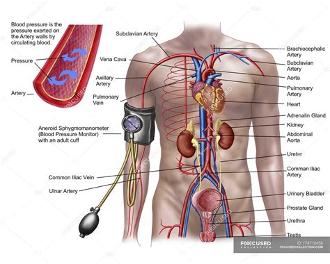 Simpleimage of blood circulation - fairtiklo