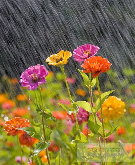 Flowers in rain | Flowers nature, Flowers, Rain pictures