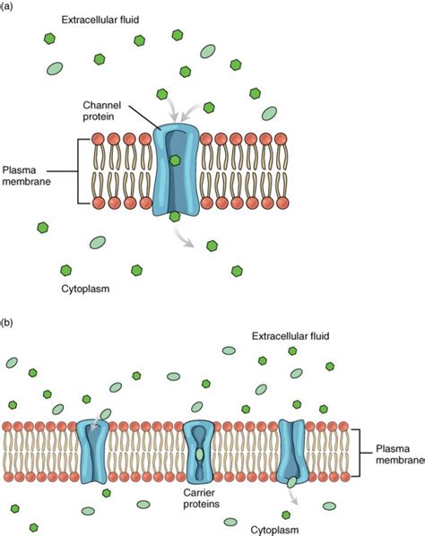 The Cell Membrane | Anatomy and Physiology I