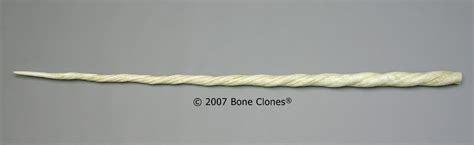 Narwhal Tusk Bone Clones Inc Osteological Reproductions