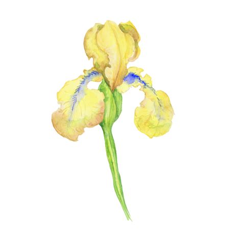 Yellow Iris Watercolor Hand Painted Illustration A Bouquet Of Flower