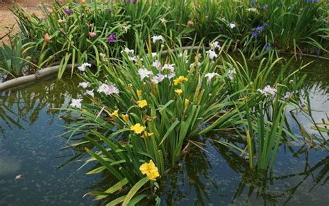 Designing And Arranging Pond Plants A British Perspective Diapteron Shop