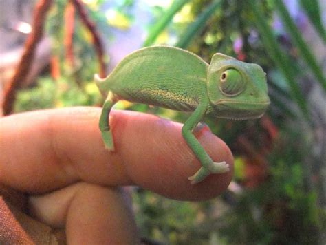 Baby Veiled Chameleon | Bored Panda