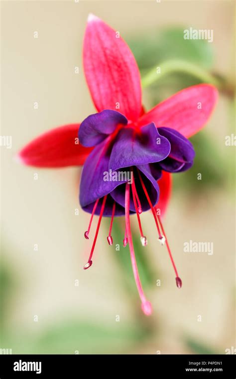 Purple Fuchsia Single Flower Close Up Stock Photo Alamy