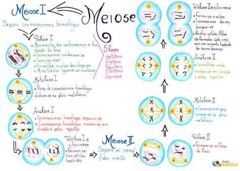 Quais São As Fases Da Meiose - Meiose: o que é e quais são as suas fases - Brasil Escola