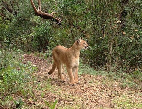 Contin A Alerta En Cadereyta Por Puma Suelto Con Cr As Posta Nuevo Le N