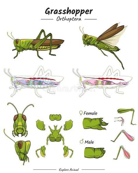 Grasshopper with Anatomy Package Stock Vector - Illustration of artwork ...