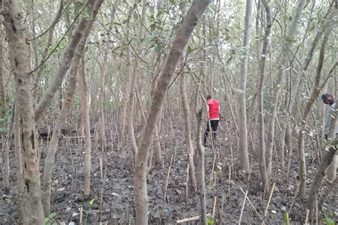 Guna Hijaukan Surabaya Wisma Jerman Luncurkan Program Trees