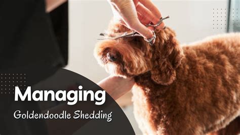 Managing Goldendoodle Shedding: Effective Strategies for Pet Owners ...