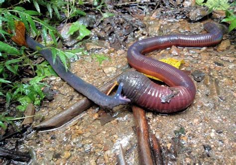 The Amazing Caecilians — Tetrapod Zoology