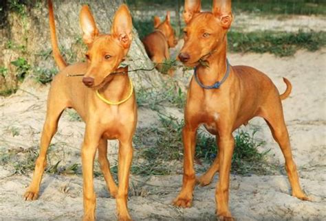 3 Nuevas Razas De Perro Reconocidas Por El America Kennel Club By