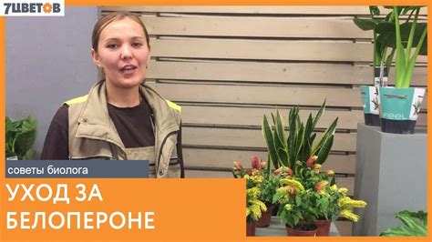 Как ухаживать за белопероне. Советы биолога компании 7ЦВЕТОВ - YouTube