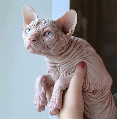 Канадский сфинкс с шерстью фото — Каталог Фото