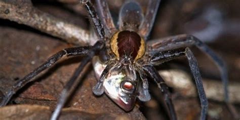 Fish Eating Spiders Are Just About Everywhere Scientists Say Huffpost